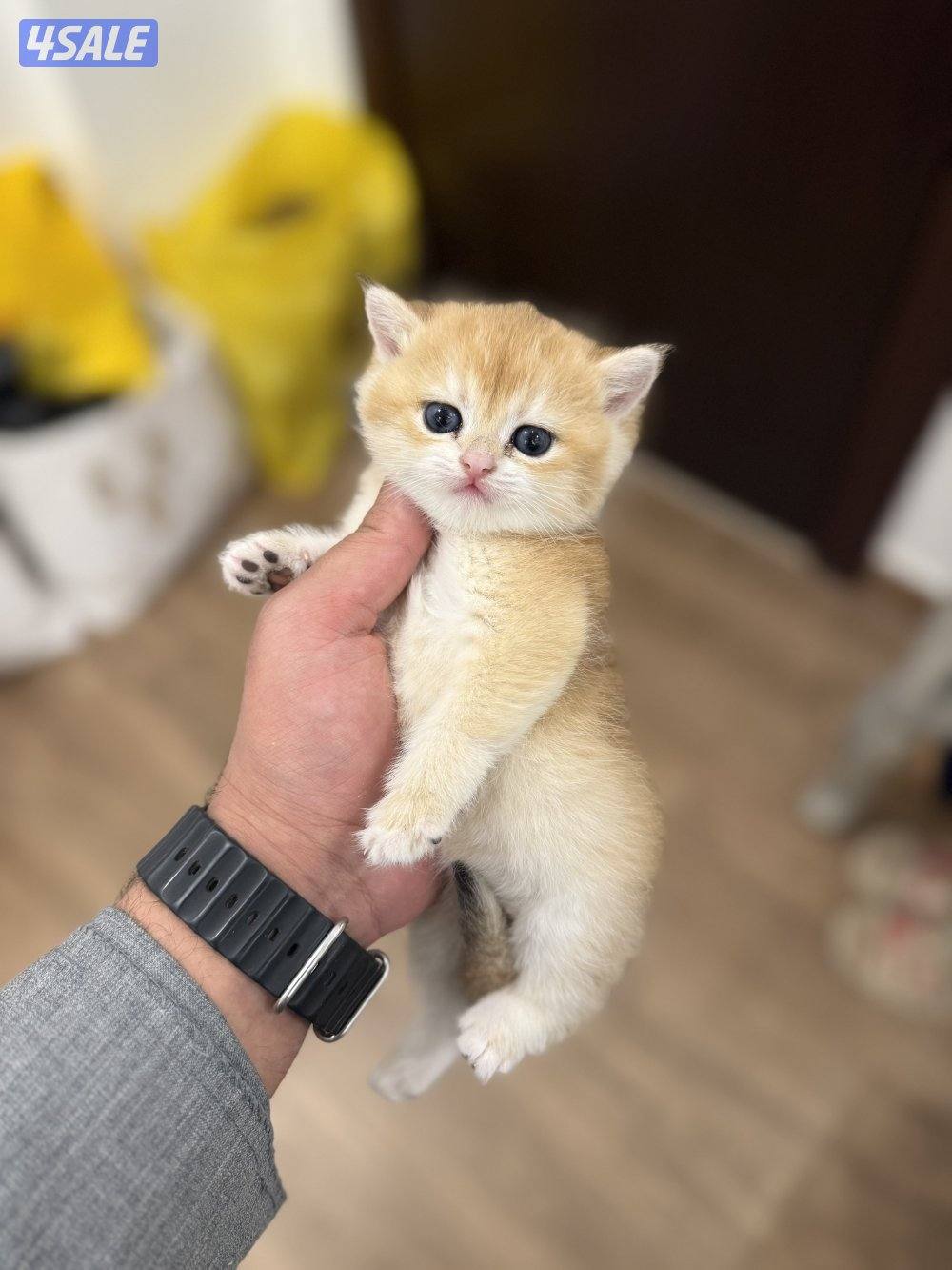 😻🐈 للبيع كتن برتش قولدن شورت هير 🎗️مستوى عالي 🎗️واللون جميل ومميز 🐈😻0