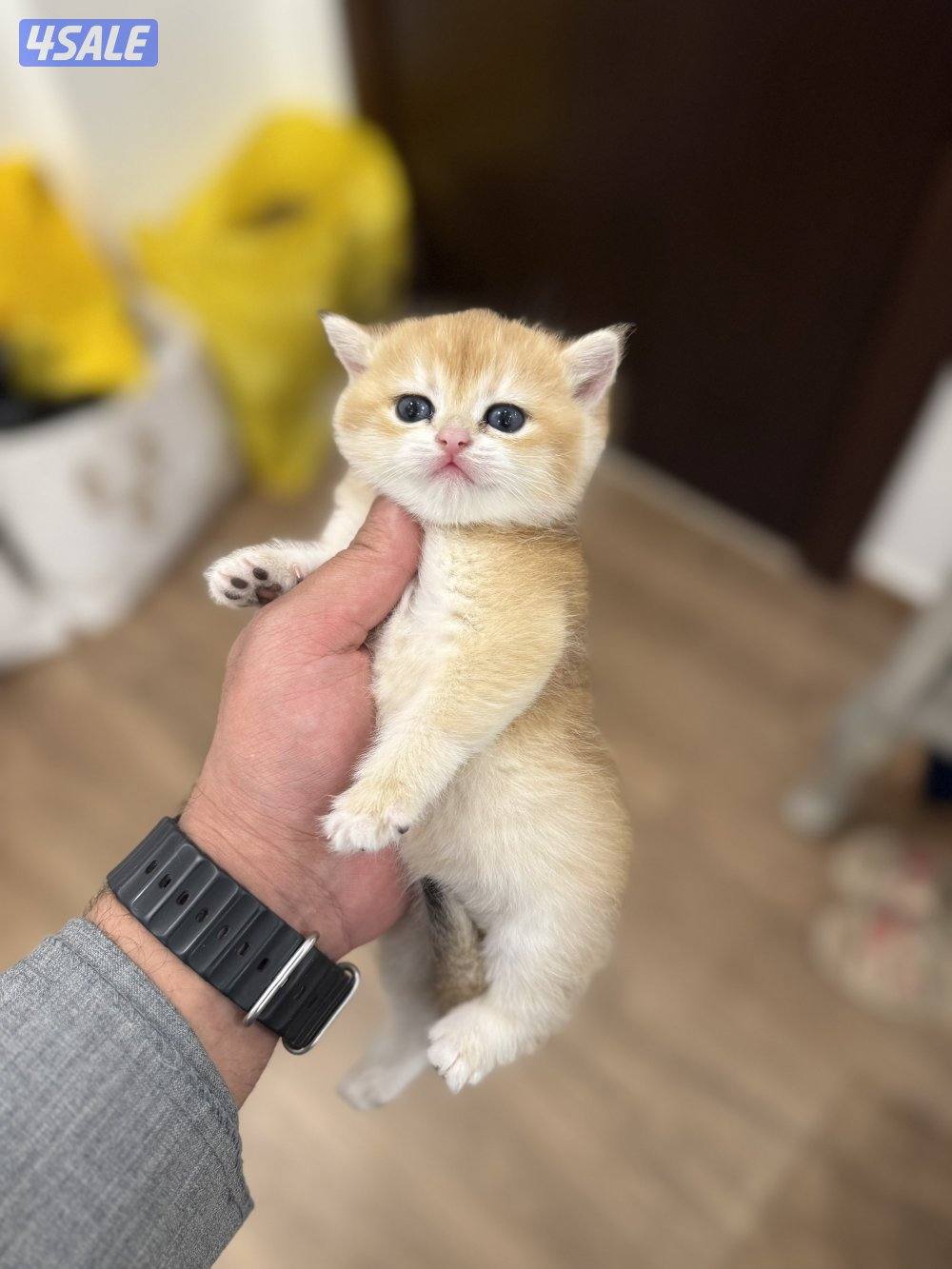 😻🐈 للبيع كتن برتش قولدن شورت هير 🎗️مستوى عالي 🎗️واللون جميل ومميز 🐈😻1