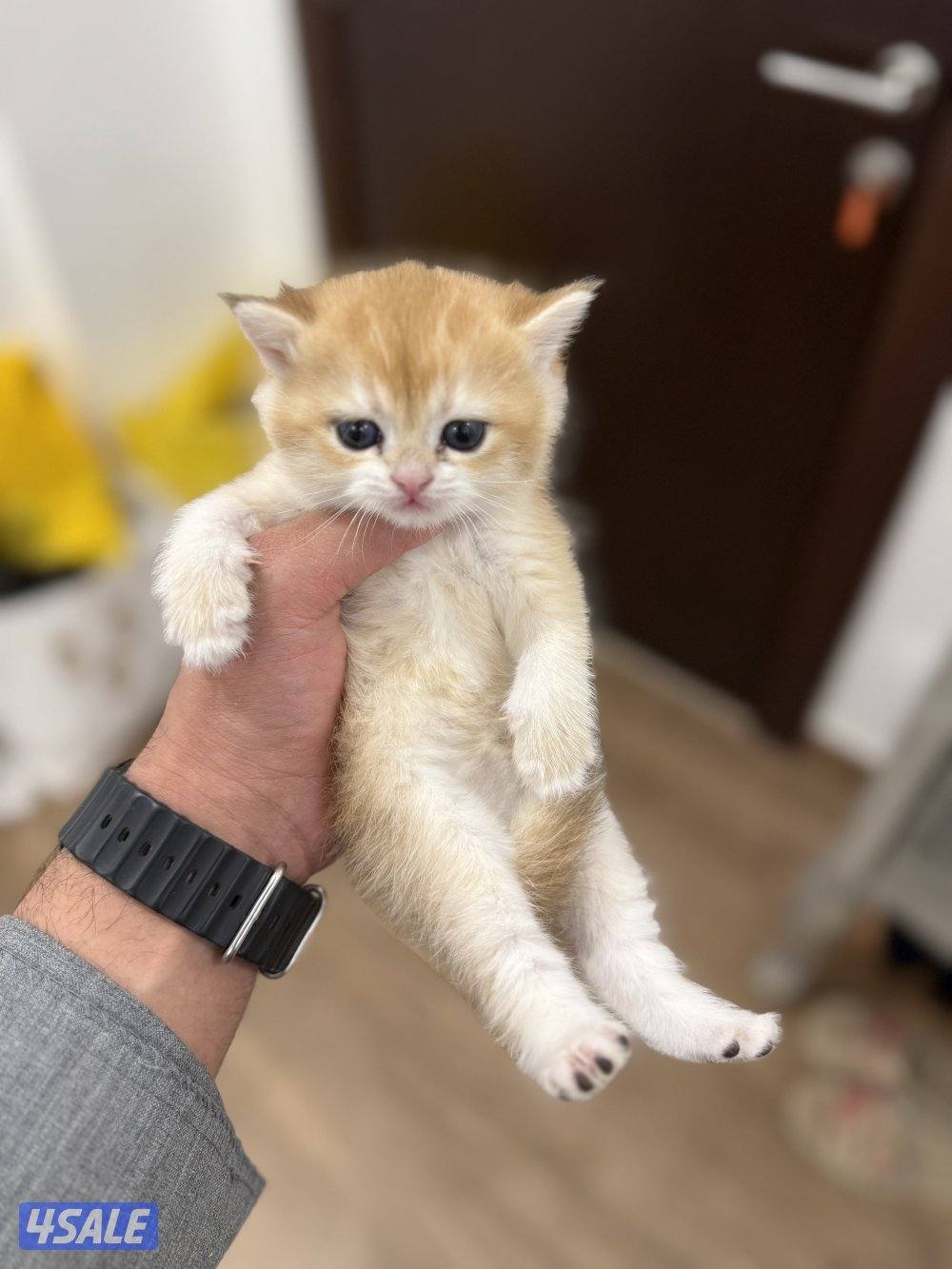 😻🐈 للبيع كتن برتش قولدن شورت هير 🎗️مستوى عالي 🎗️واللون جميل ومميز 🐈😻2