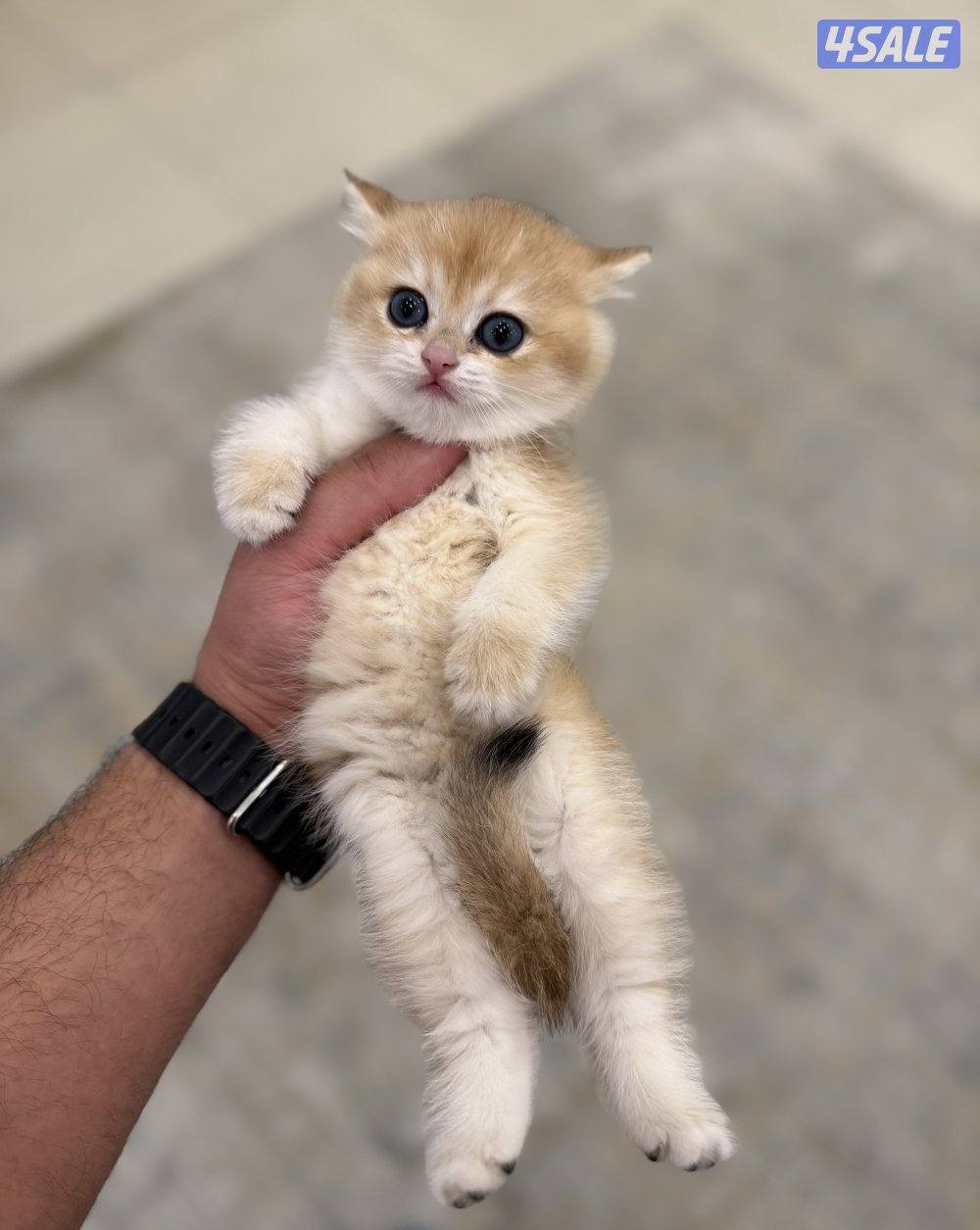 😻🐈 للبيع كتن برتش قولدن شورت هير 🎗️مستوى عالي 🎗️واللون جميل ومميز 🐈😻3