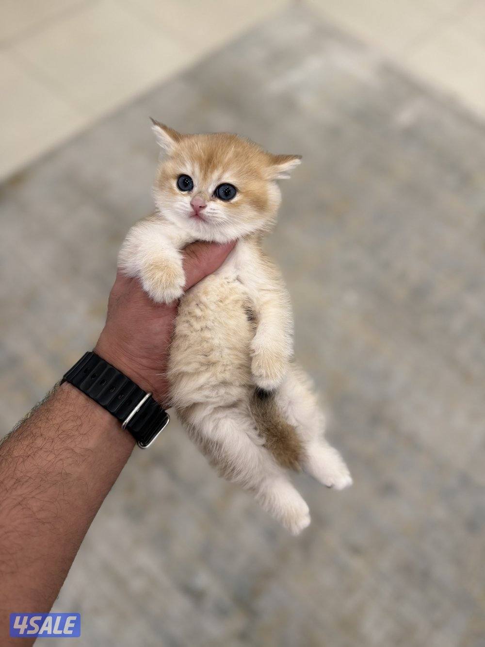 😻🐈 للبيع كتن برتش قولدن شورت هير 🎗️مستوى عالي 🎗️واللون جميل ومميز 🐈😻4