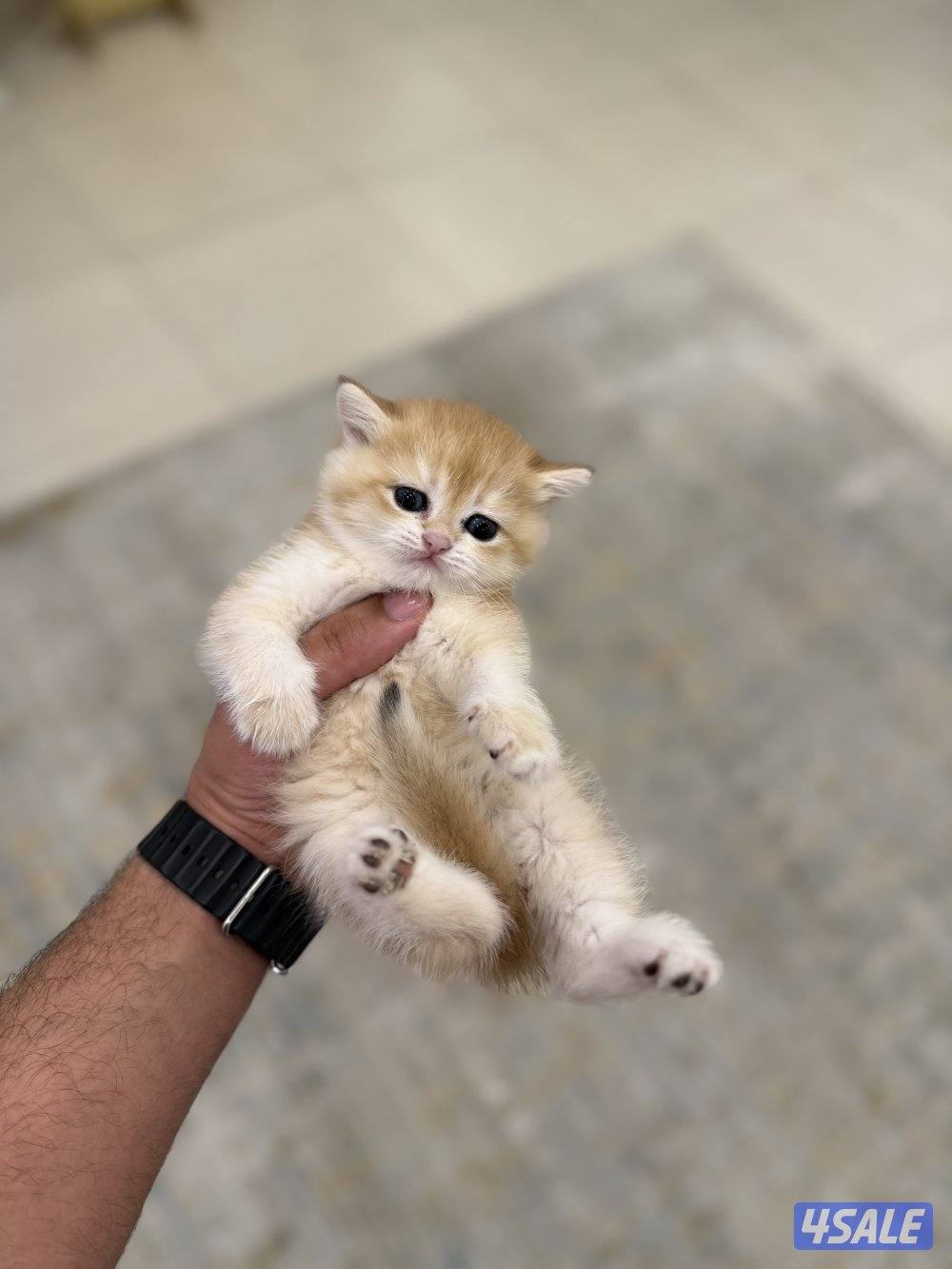 😻🐈 للبيع كتن برتش قولدن شورت هير 🎗️مستوى عالي 🎗️واللون جميل ومميز 🐈😻5