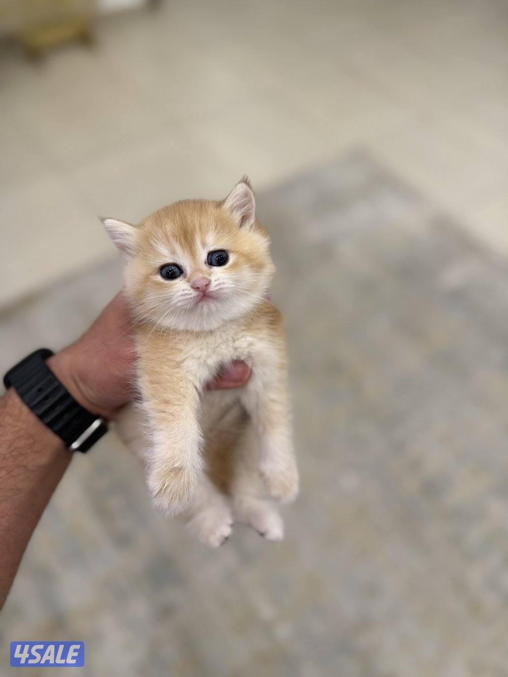 😻🐈 للبيع كتن برتش قولدن شورت هير 🎗️مستوى عالي 🎗️واللون جميل ومميز 🐈😻6