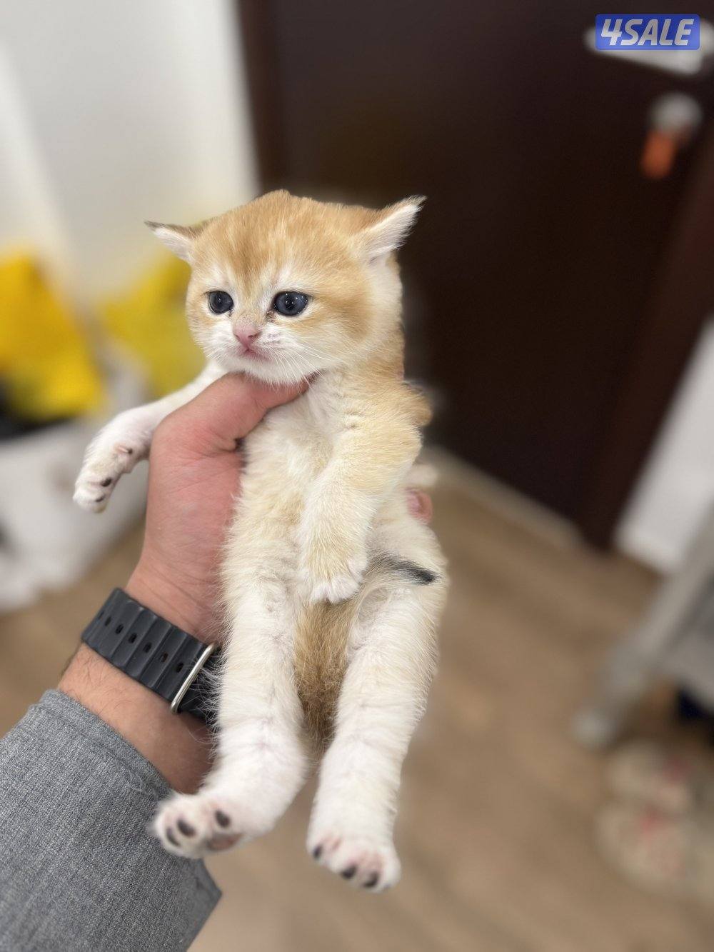 😻🐈 للبيع كتن برتش قولدن شورت هير 🎗️مستوى عالي 🎗️واللون جميل ومميز 🐈😻7