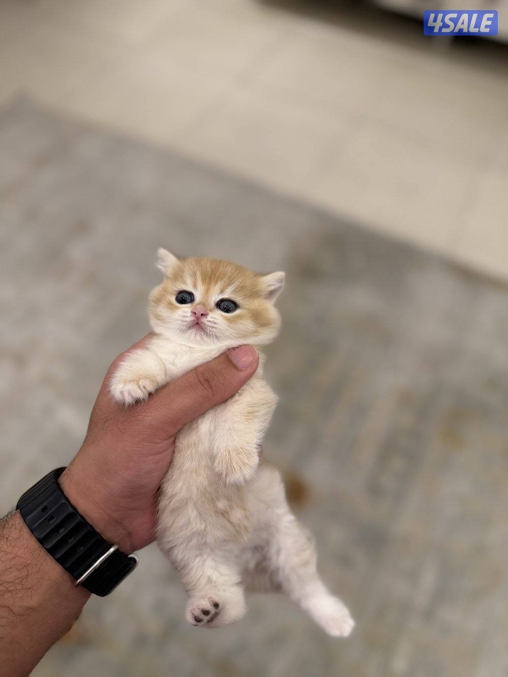 😻🐈 للبيع كتن برتش قولدن شورت هير 🎗️مستوى عالي 🎗️واللون جميل ومميز 🐈😻8