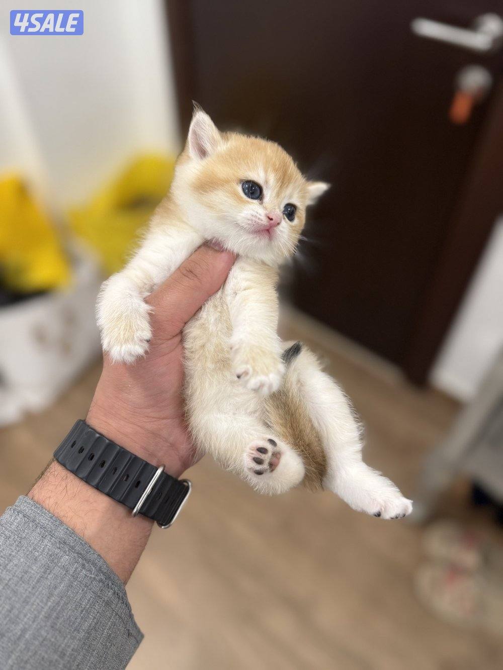 😻🐈 للبيع كتن برتش قولدن شورت هير 🎗️مستوى عالي 🎗️واللون جميل ومميز 🐈😻9