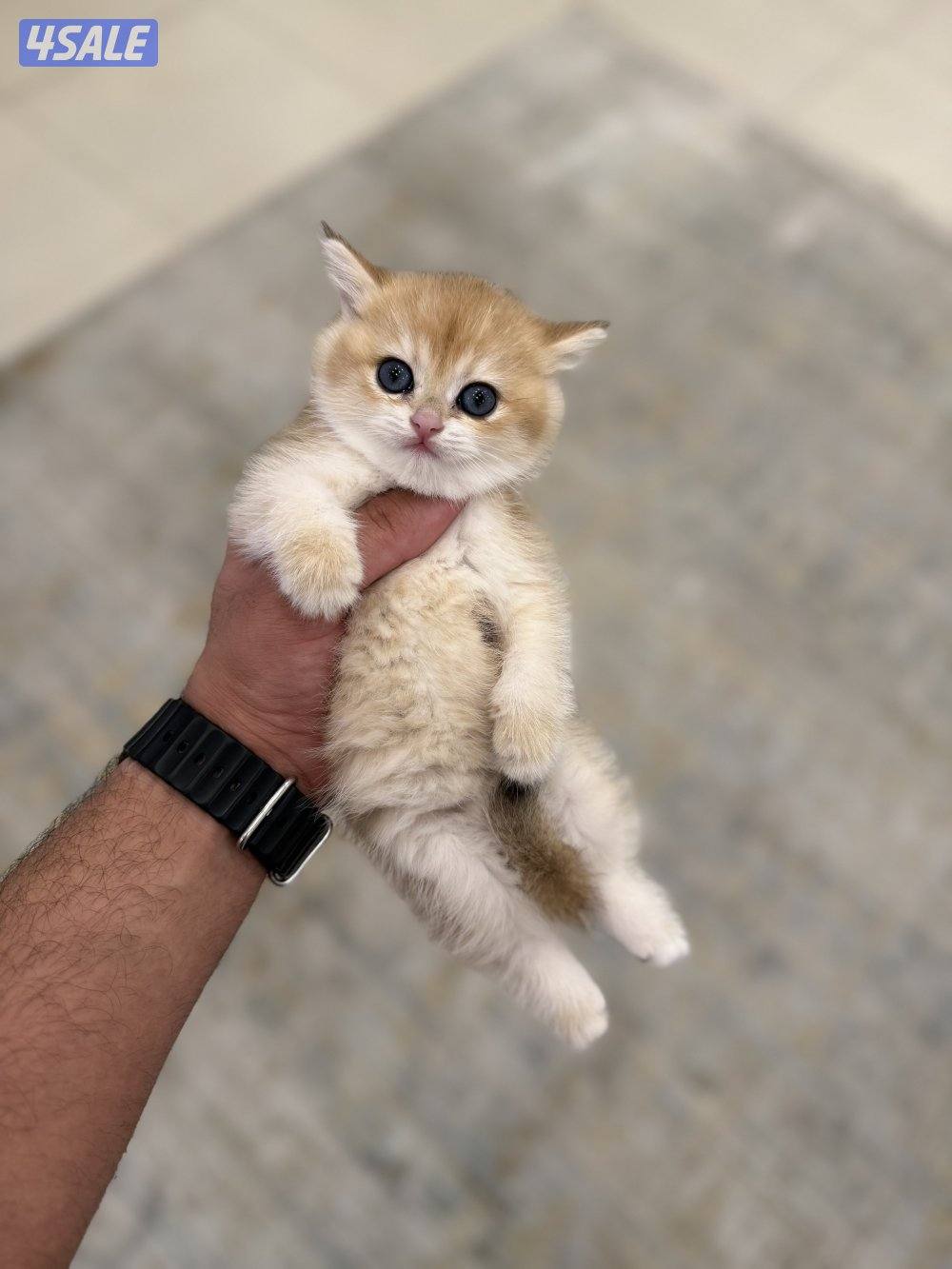 😻🐈 للبيع كتن برتش قولدن شورت هير 🎗️مستوى عالي 🎗️واللون جميل ومميز 🐈😻10