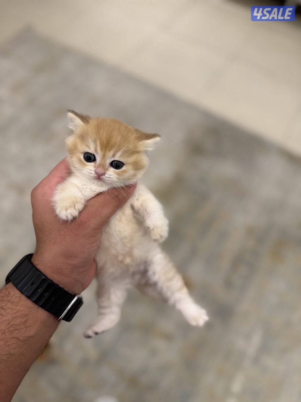 😻🐈 للبيع كتن برتش قولدن شورت هير 🎗️مستوى عالي 🎗️واللون جميل ومميز 🐈😻11