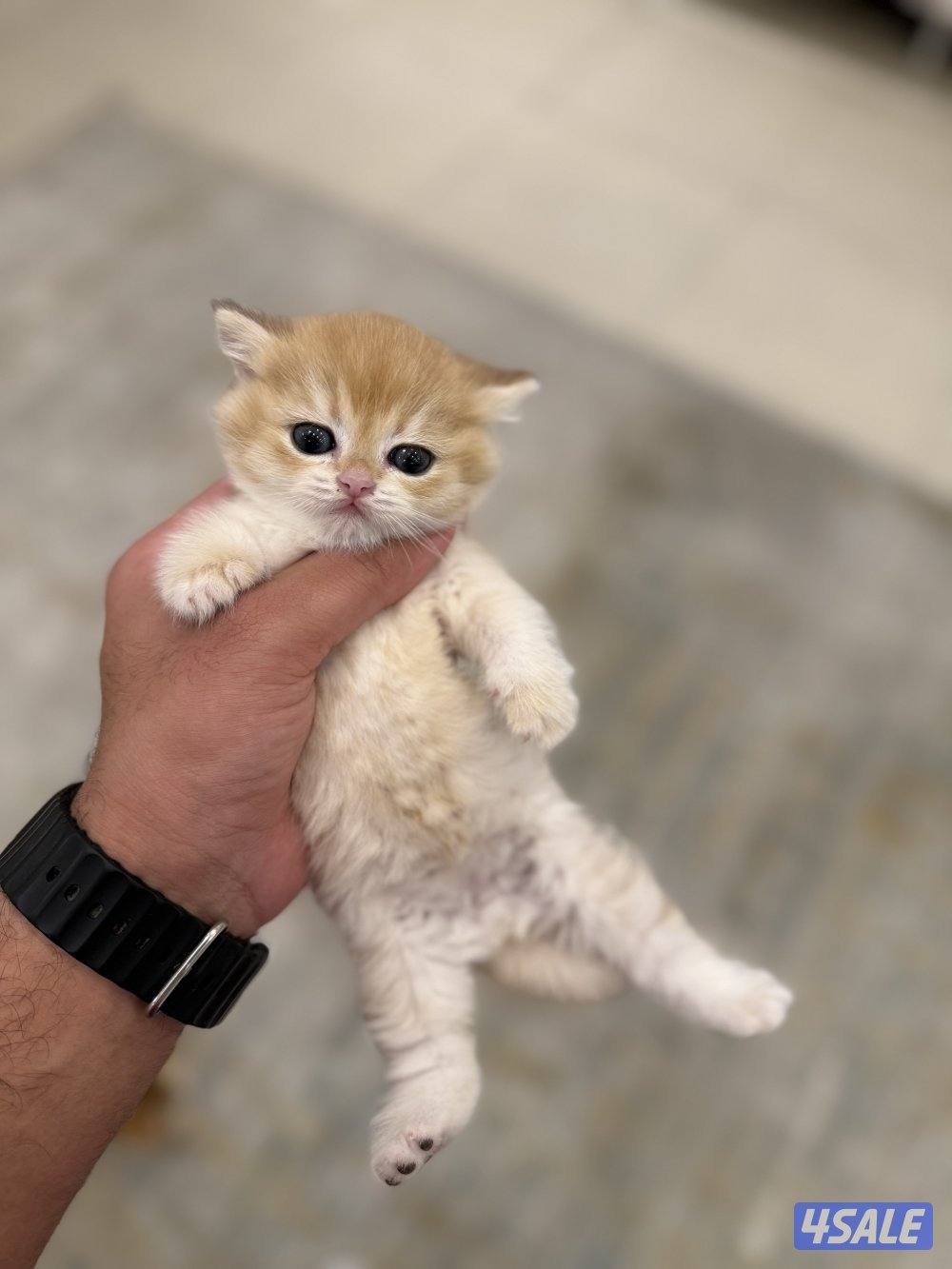 😻🐈 للبيع كتن برتش قولدن شورت هير 🎗️مستوى عالي 🎗️واللون جميل ومميز 🐈😻12