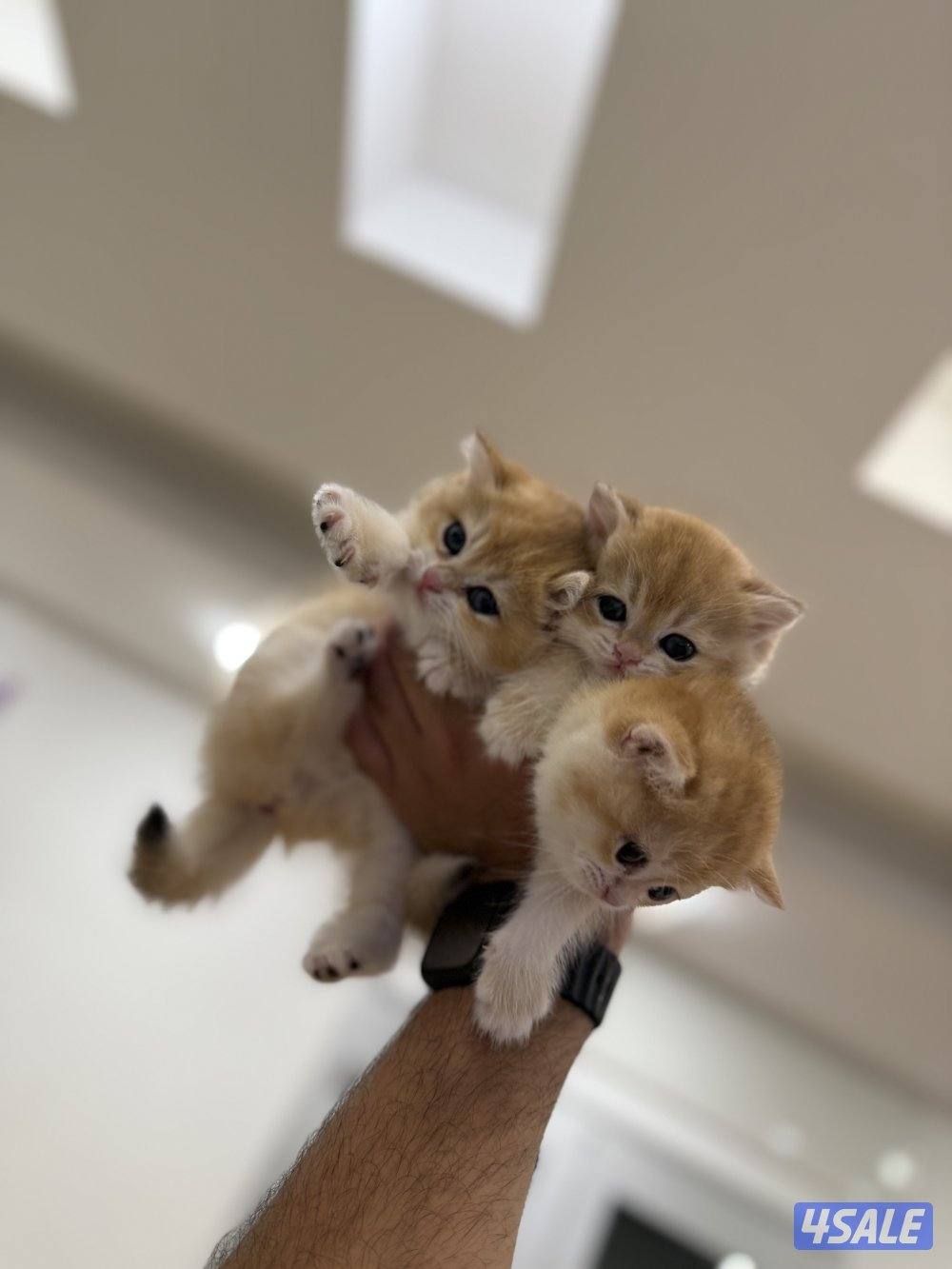 😻🐈 للبيع كتن برتش قولدن شورت هير 🎗️مستوى عالي 🎗️واللون جميل ومميز 🐈😻13