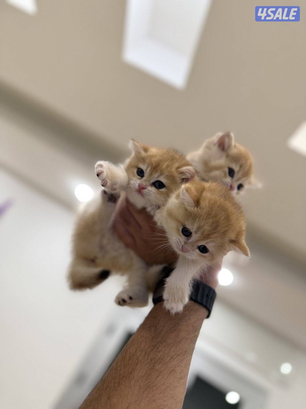 😻🐈 للبيع كتن برتش قولدن شورت هير 🎗️مستوى عالي 🎗️واللون جميل ومميز 🐈😻14