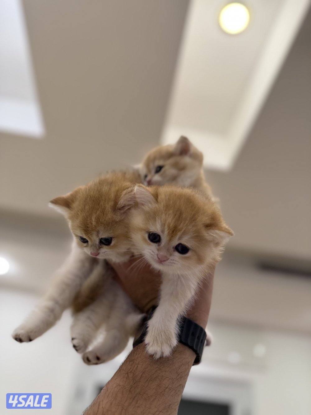 😻🐈 للبيع كتن برتش قولدن شورت هير 🎗️مستوى عالي 🎗️واللون جميل ومميز 🐈😻15