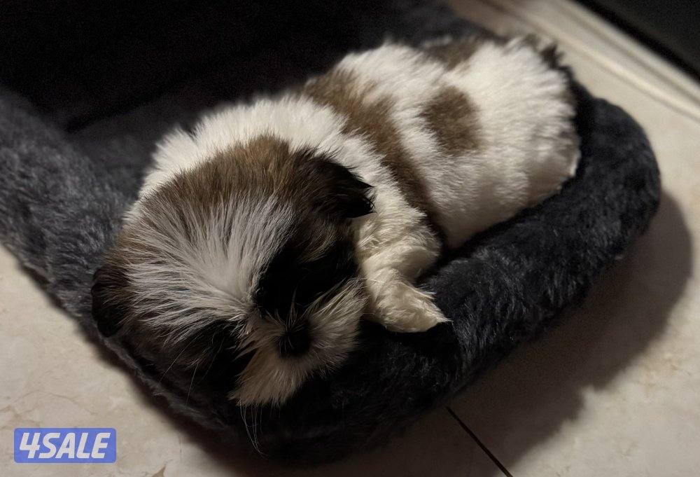 للبيع جلب شيتزو بيور0