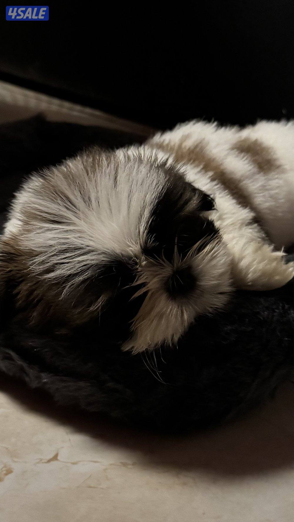 للبيع جلب شيتزو بيور1