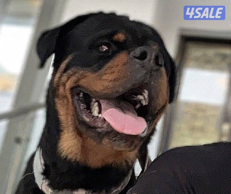 Rottweiler ( For Sale )0