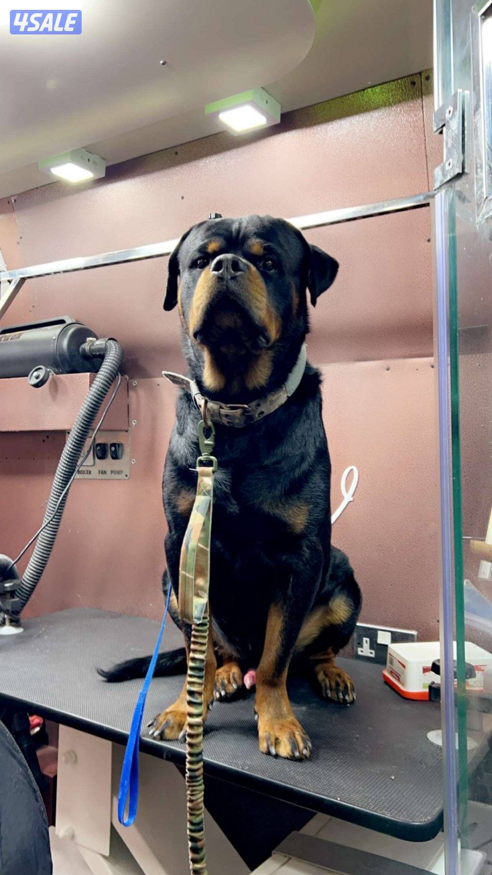 Rottweiler ( For Sale )2