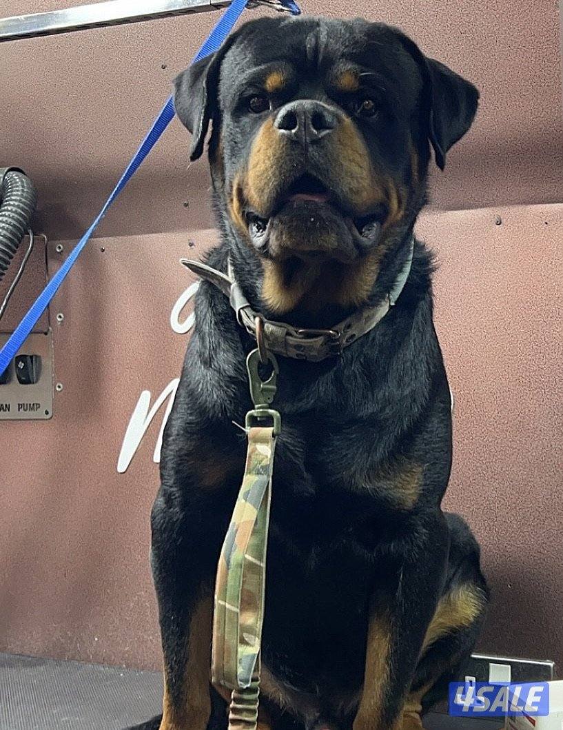 Rottweiler ( For Sale )1
