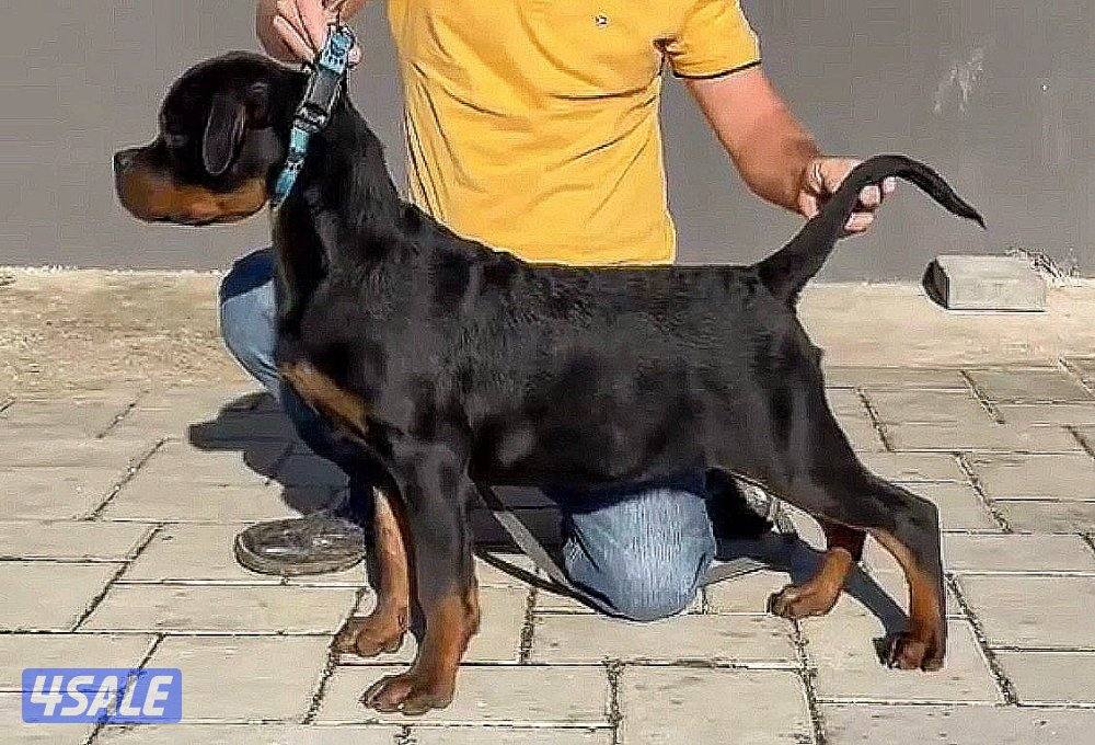 Rottweiler ( For Sale )3