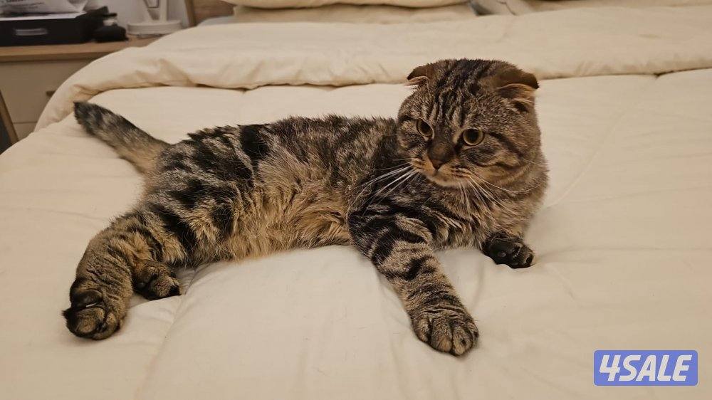 قطط للتبني1