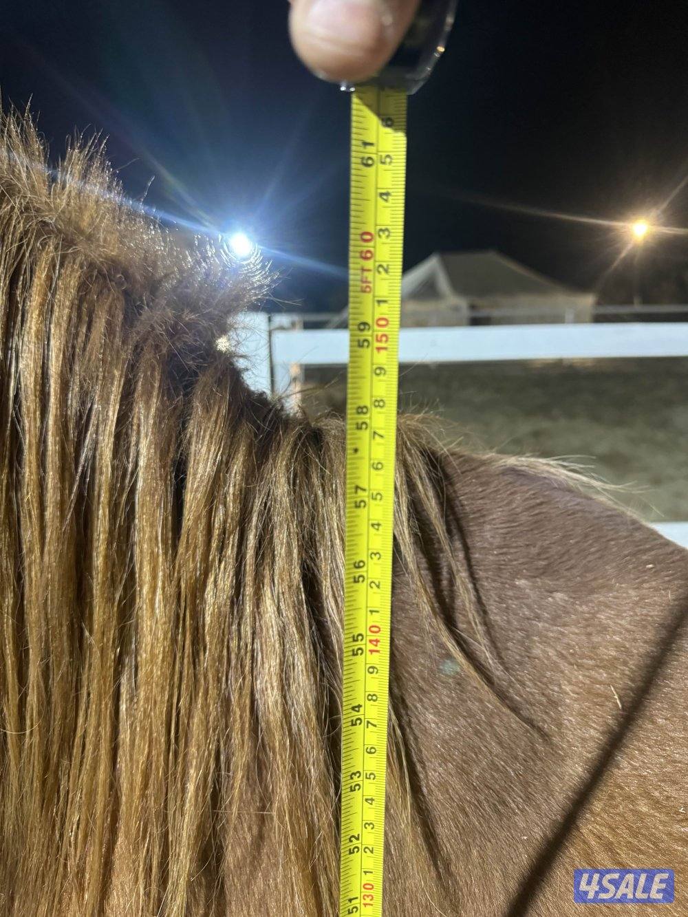 حصان بلدي معسووف1