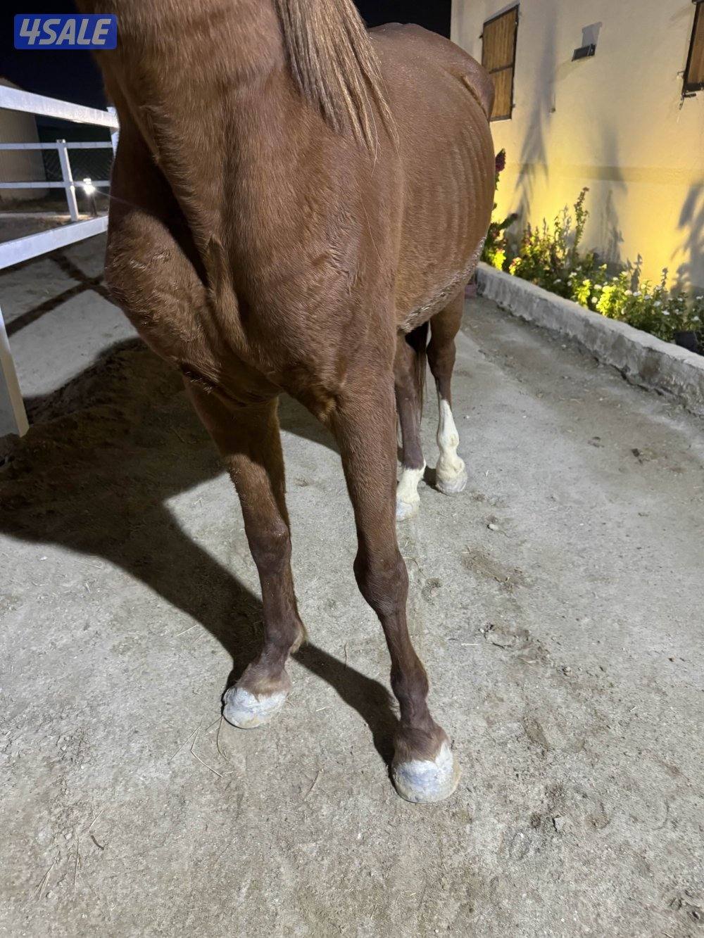 حصان بلدي معسووف2