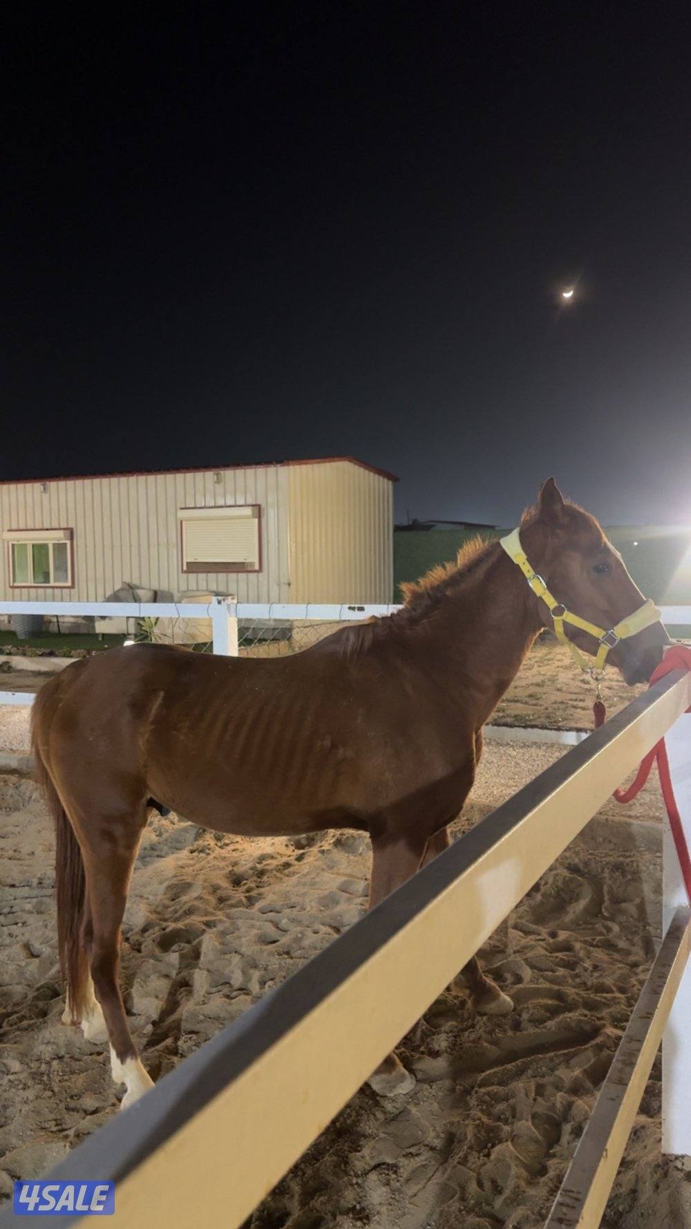 حصان بلدي معسووف3