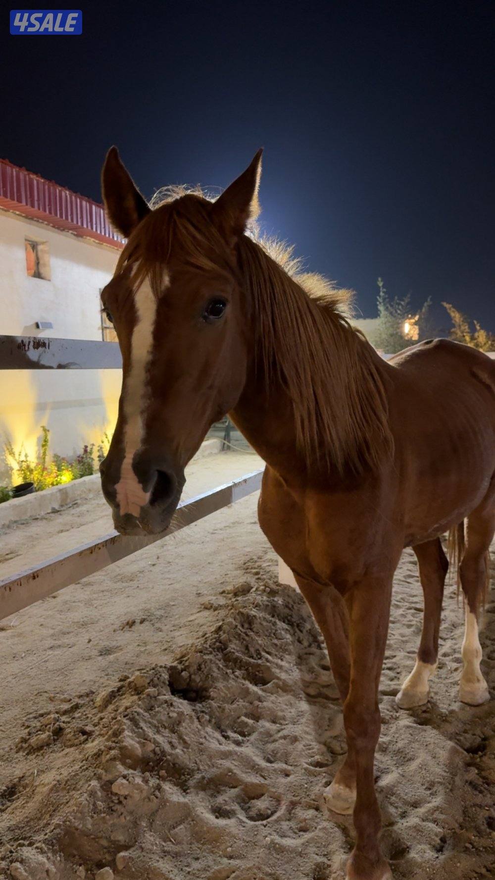 حصان بلدي معسووف4