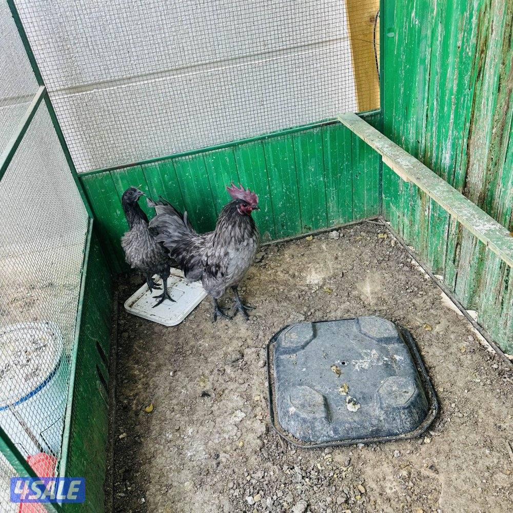 براهما ديج و٤ دجاجات وسيامي رصاصي مميز وديكين سيامي حط سعرك وشيل0