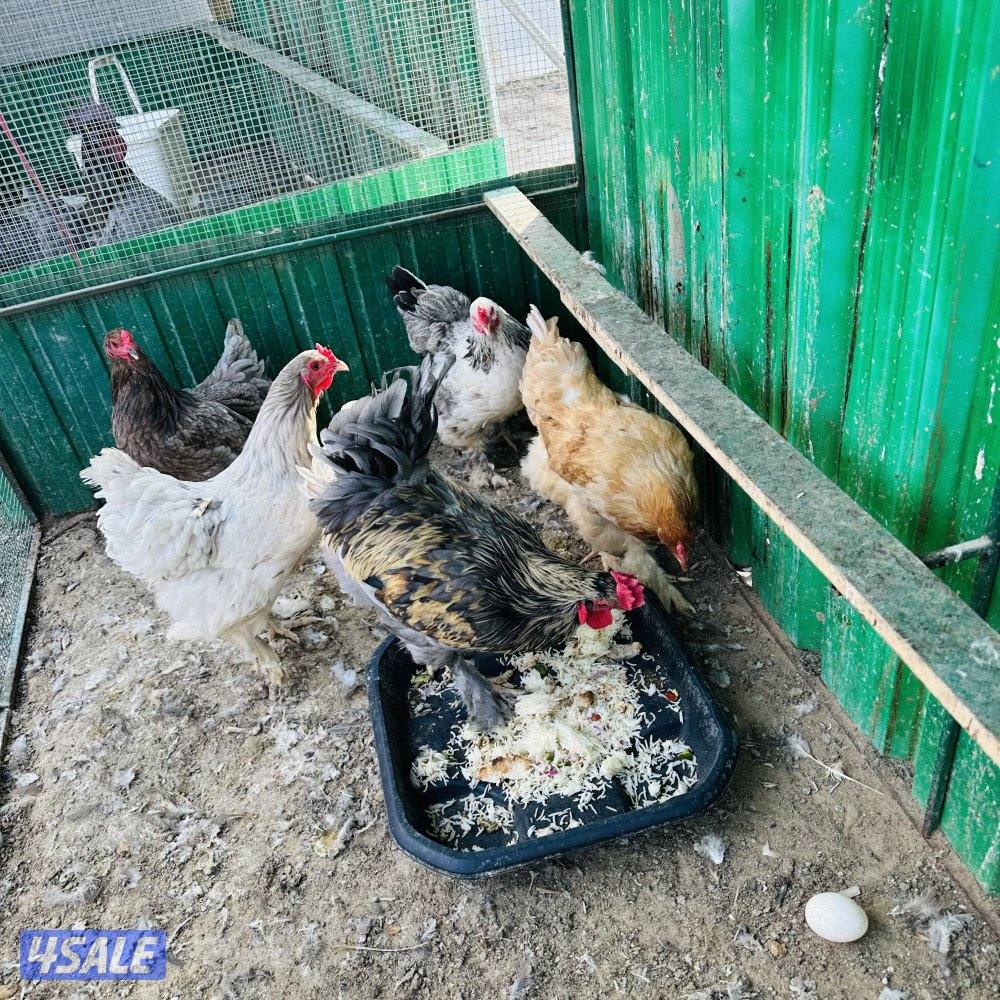 براهما ديج و٤ دجاجات وسيامي رصاصي مميز وديكين سيامي حط سعرك وشيل1