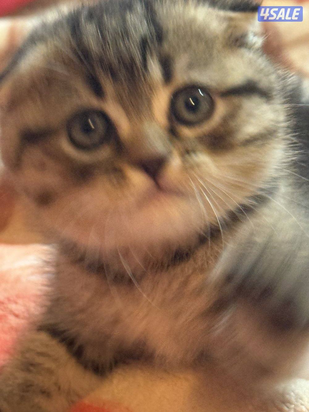 Male Scottish fold kitten2