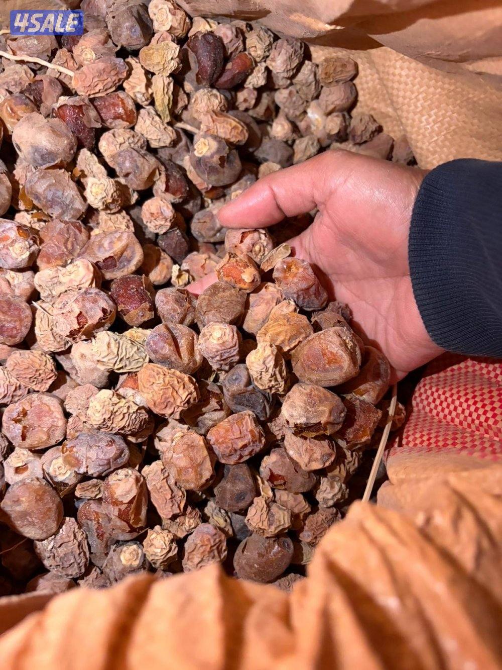 تمر وشتلات بلوبنك وفروخ نخل6