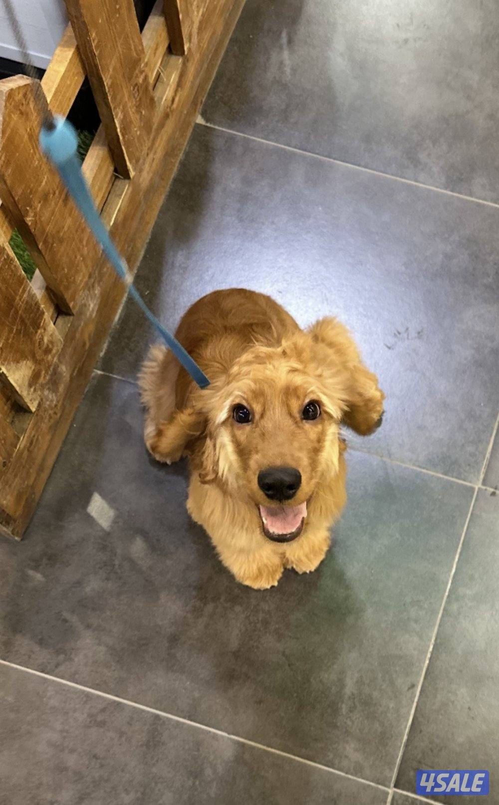 للبيع كوكر سبانيل انثى ٥ شهور متدربة على الحمام و ذكية2