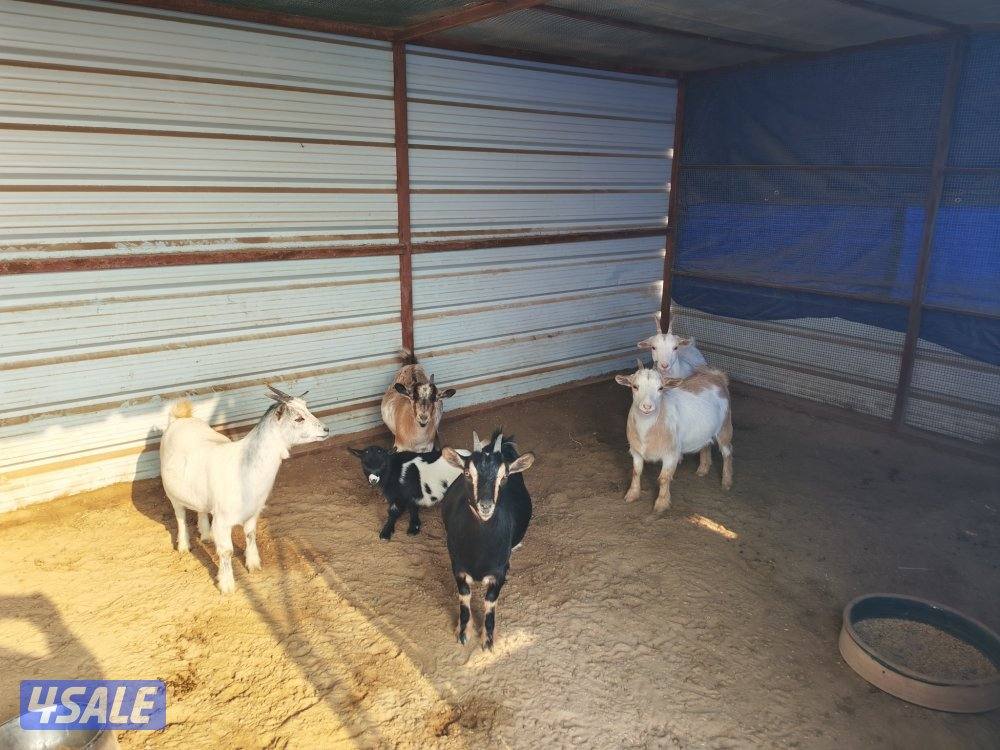 للبيع معزة جيكي0