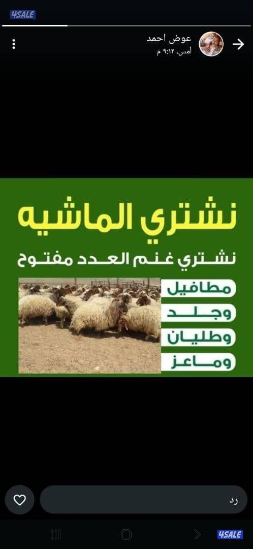 نشتري غنم معزه جميع انواع الحلال0