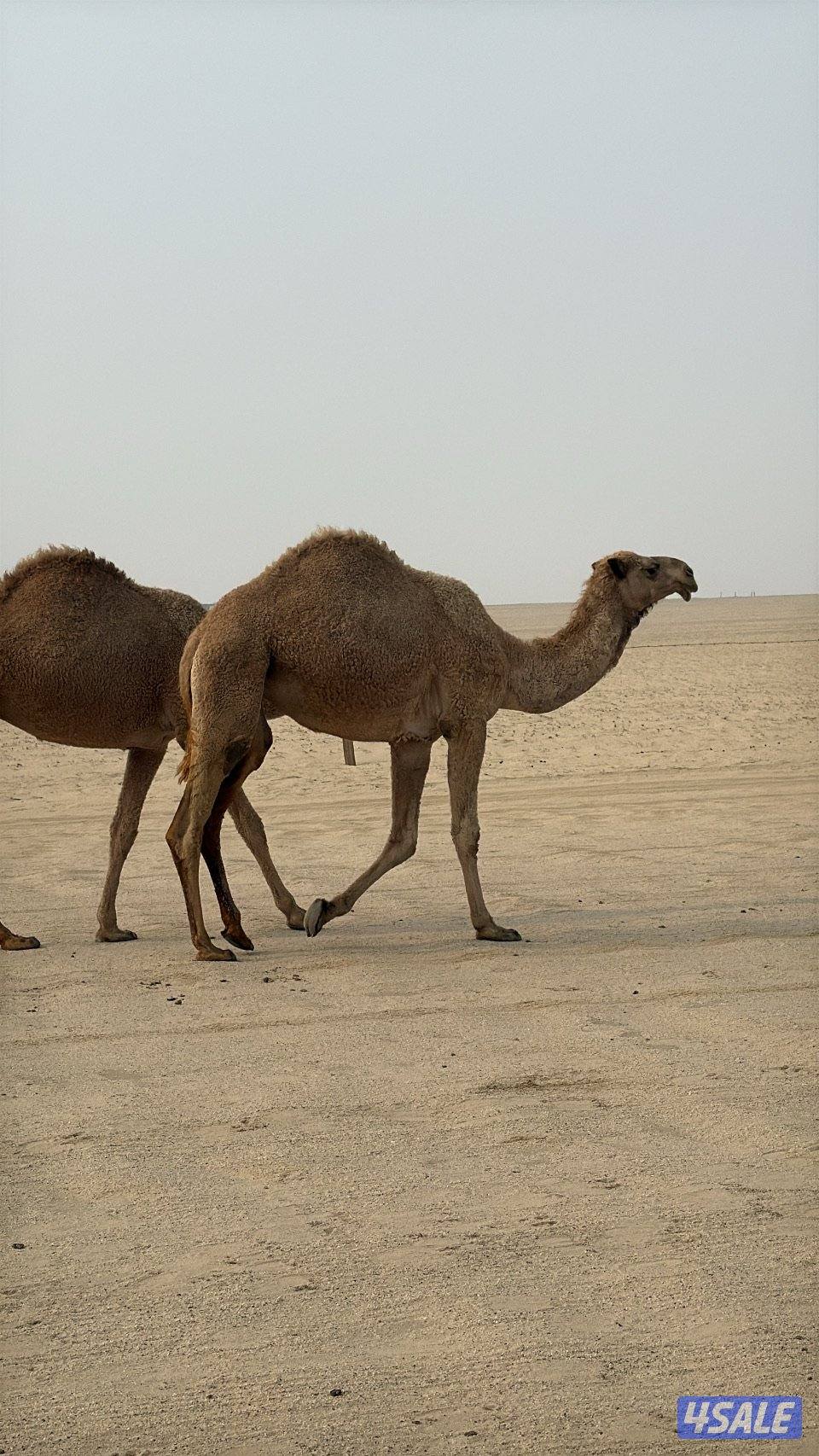 للبيع لقية معشر0