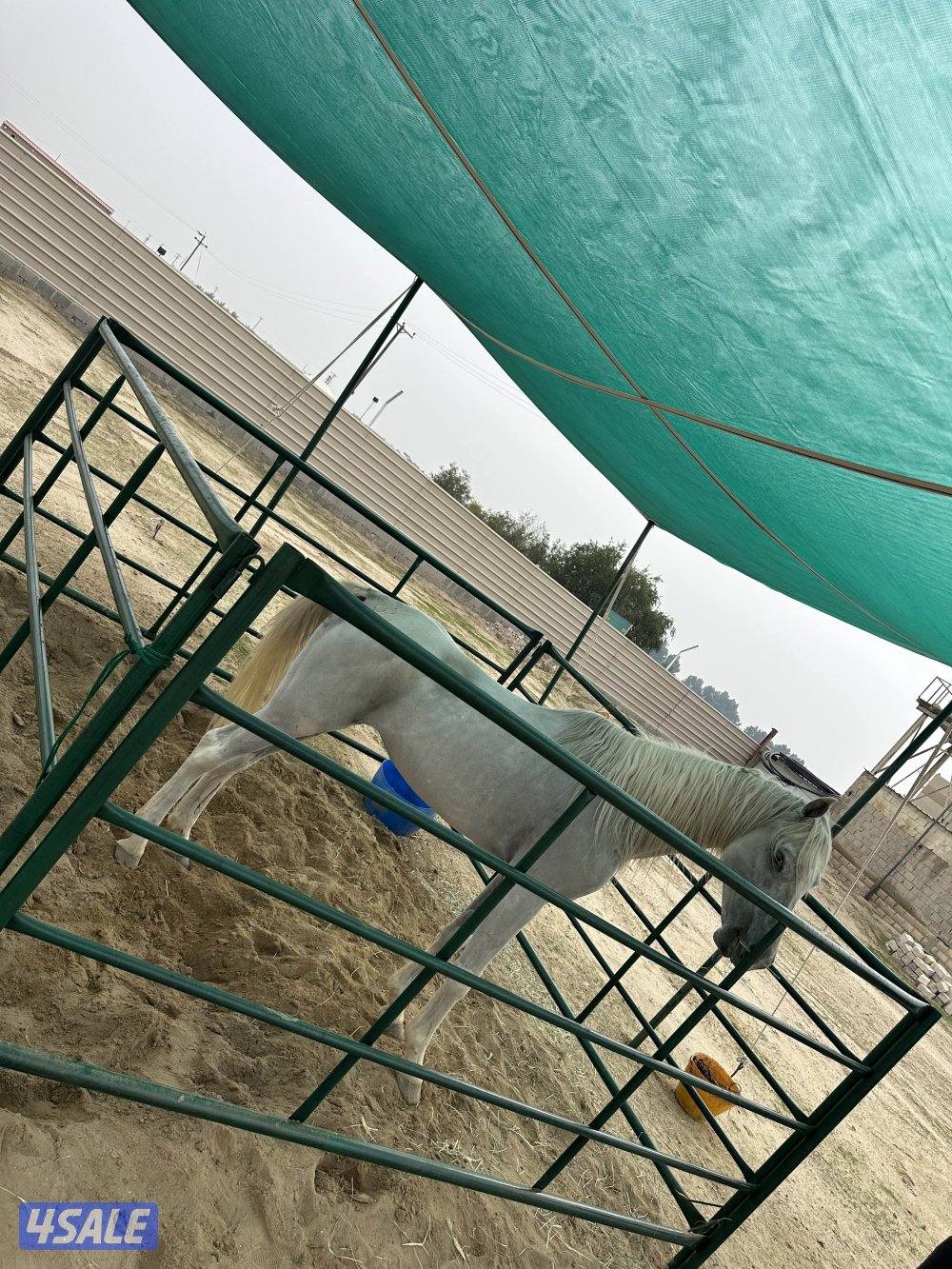 للبيع فرسه بلديه شرط السلم بدي ورحام بداية عساف  لعمر 9-100