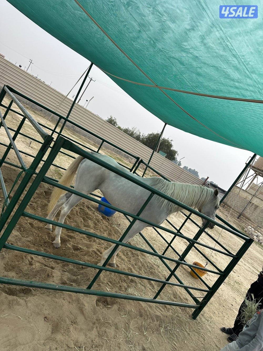 للبيع فرسه بلديه شرط السلم بدي ورحام بداية عساف  لعمر 9-101