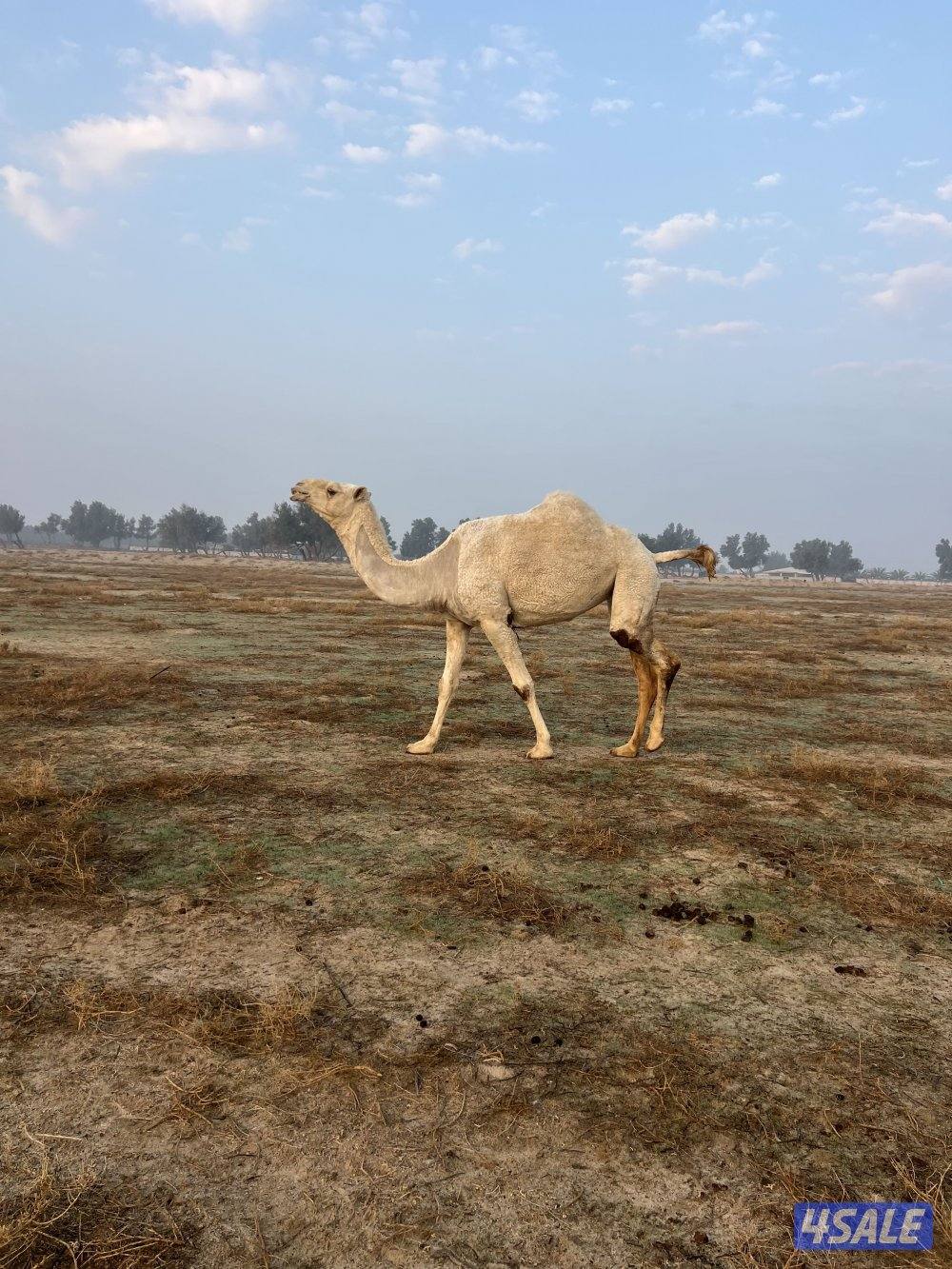 معاشير وضح0