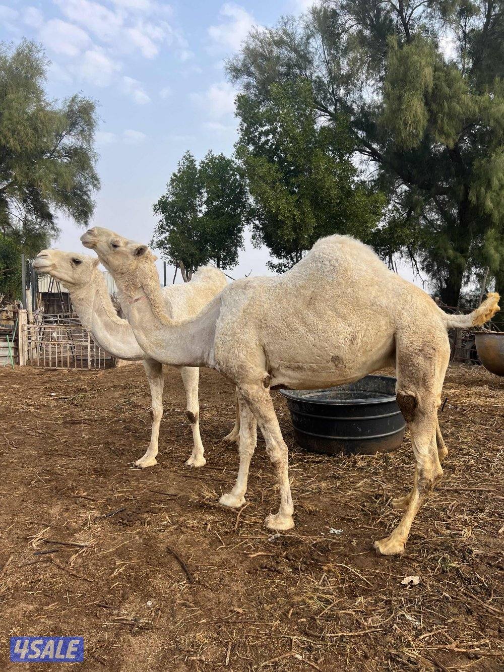 معاشير وضح1