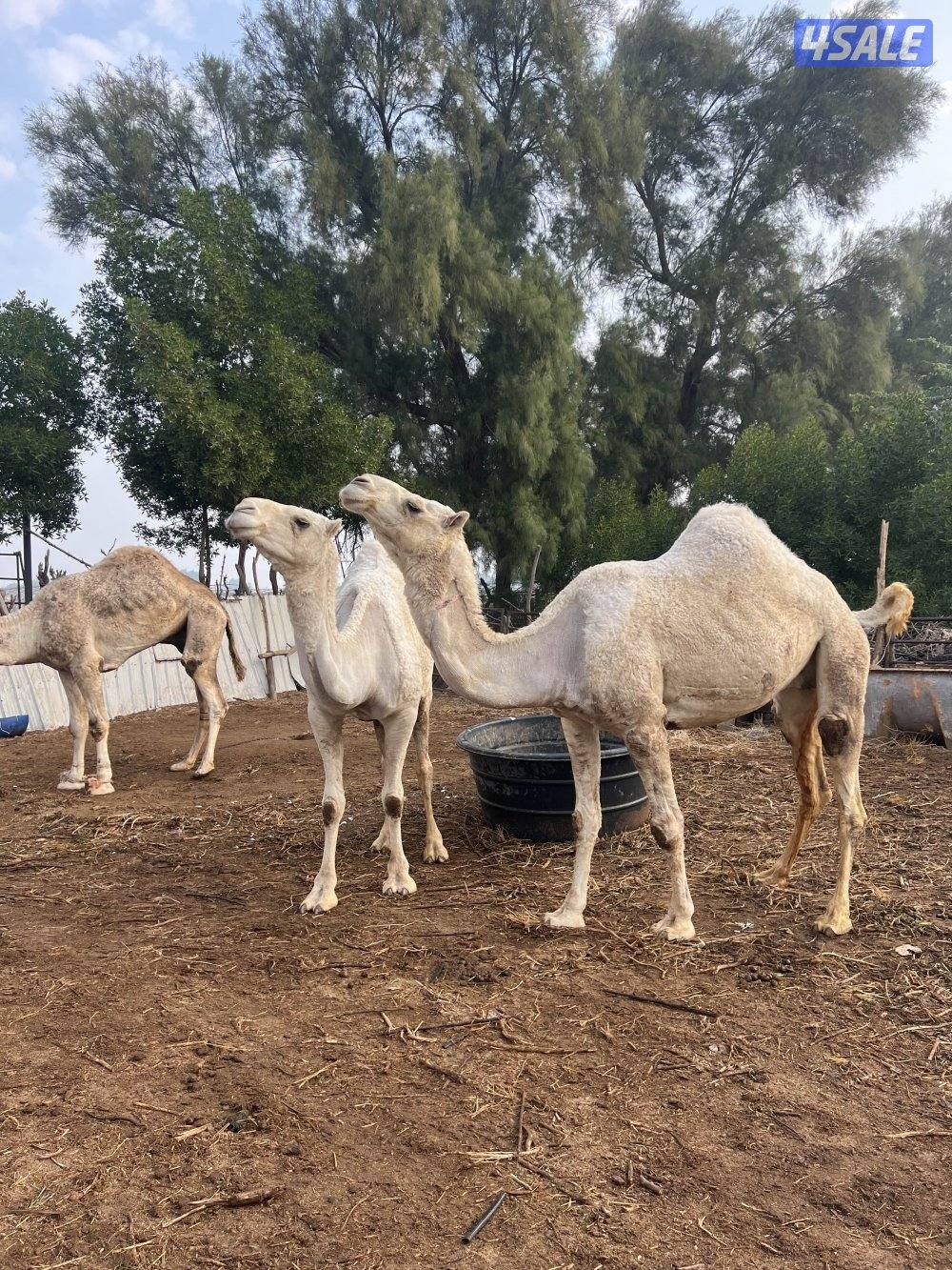 معاشير وضح2