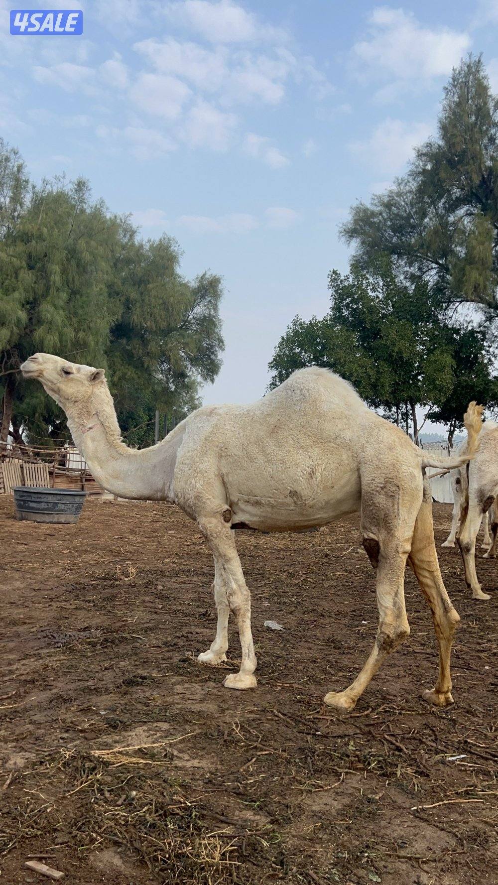 معاشير وضح3