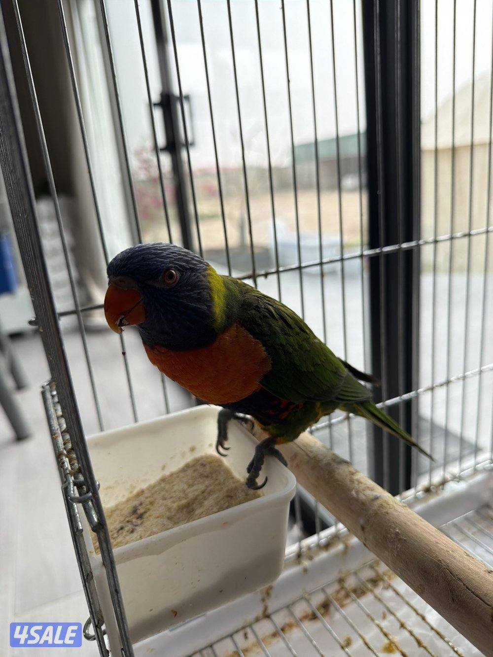 روري للبيع1