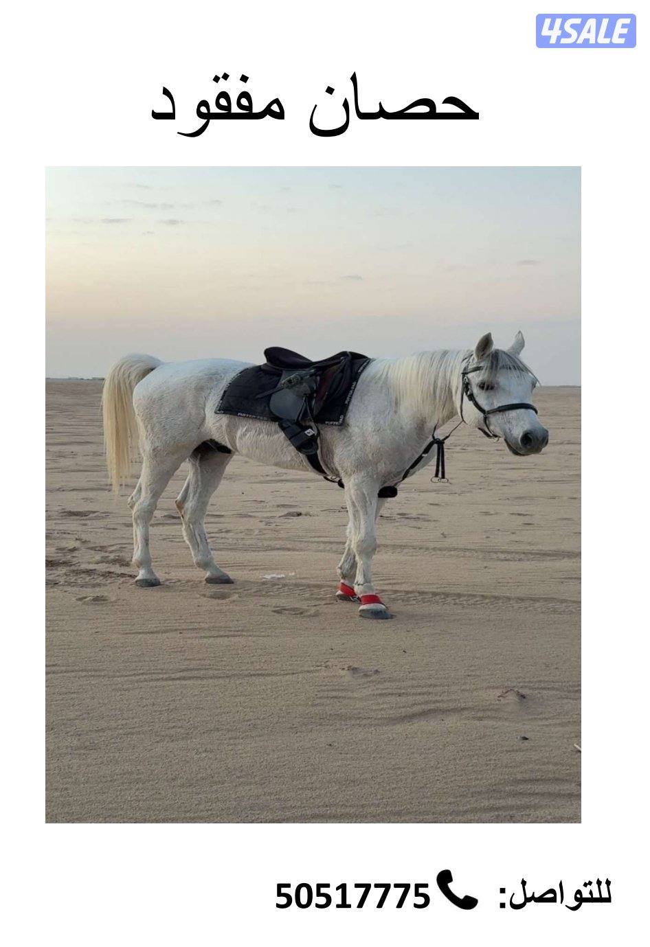 حصان مفقود في بر العبدلية (كبد)0