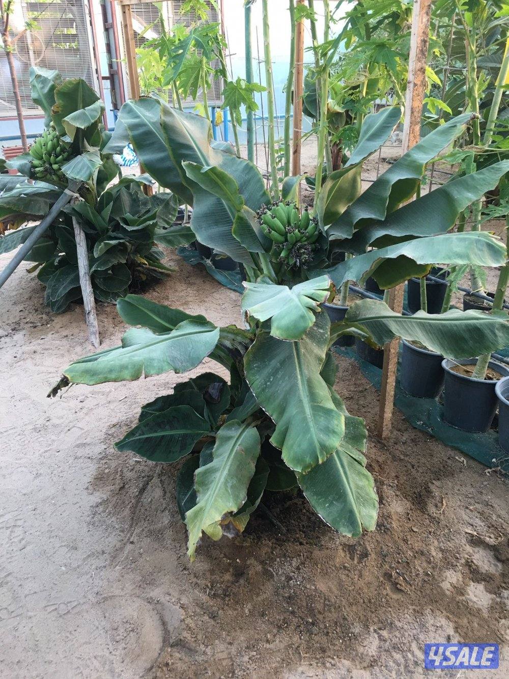 للبيع شتلات الموز القزمي وتفاح الورد والبابايا والليمون0