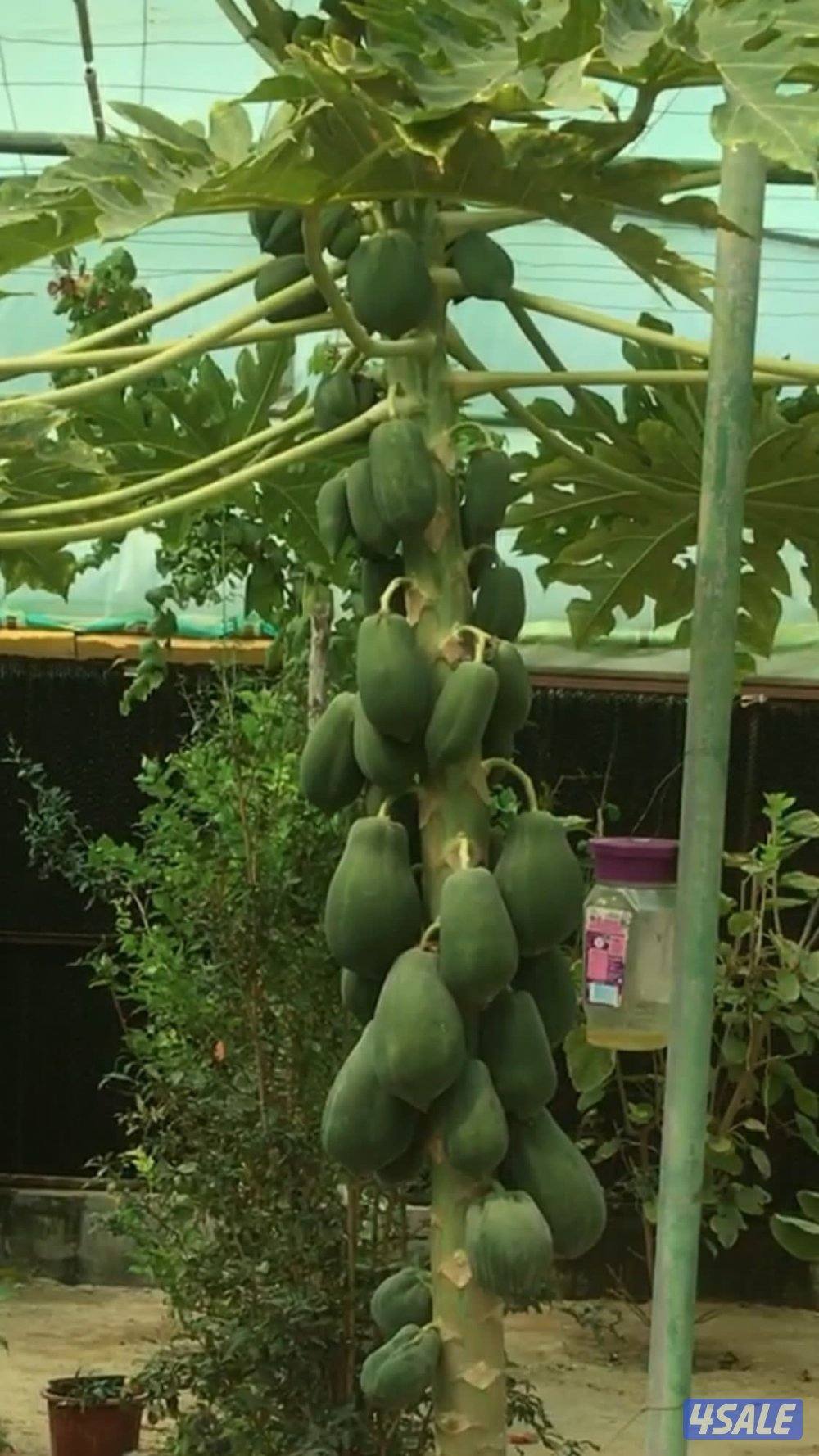 للبيع شتلات الموز القزمي وتفاح الورد والبابايا والليمون1