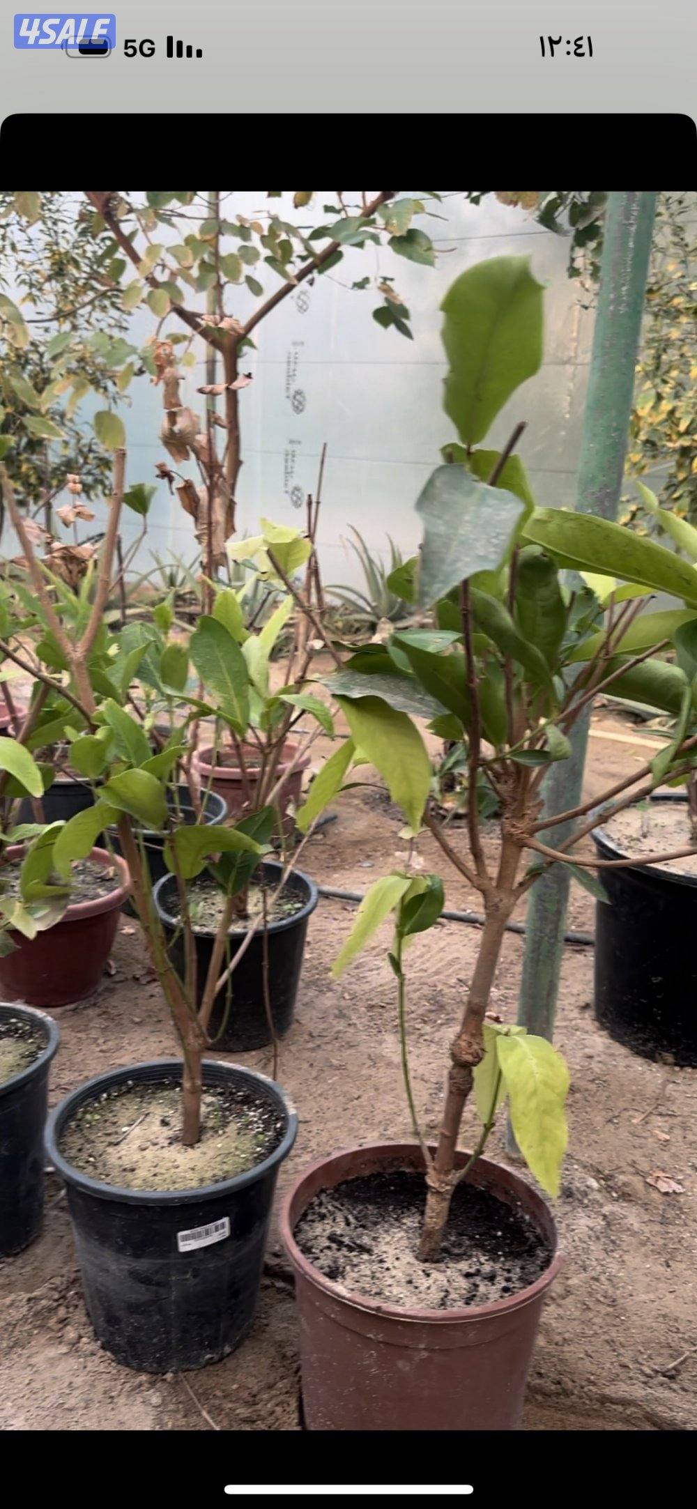 للبيع شتلات الموز القزمي وتفاح الورد والبابايا والليمون2