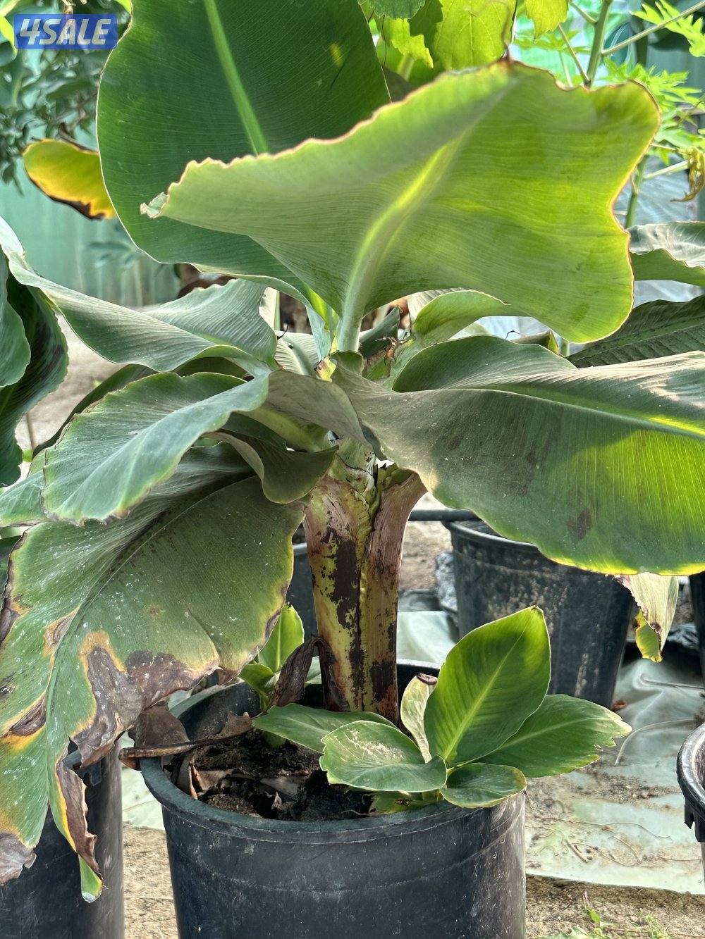 للبيع شتلات الموز القزمي وتفاح الورد والبابايا والليمون3