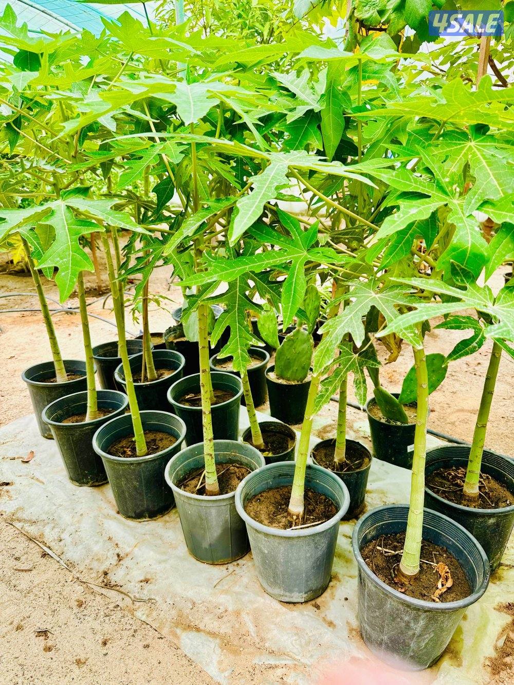 للبيع شتلات الموز القزمي وتفاح الورد والبابايا والليمون4