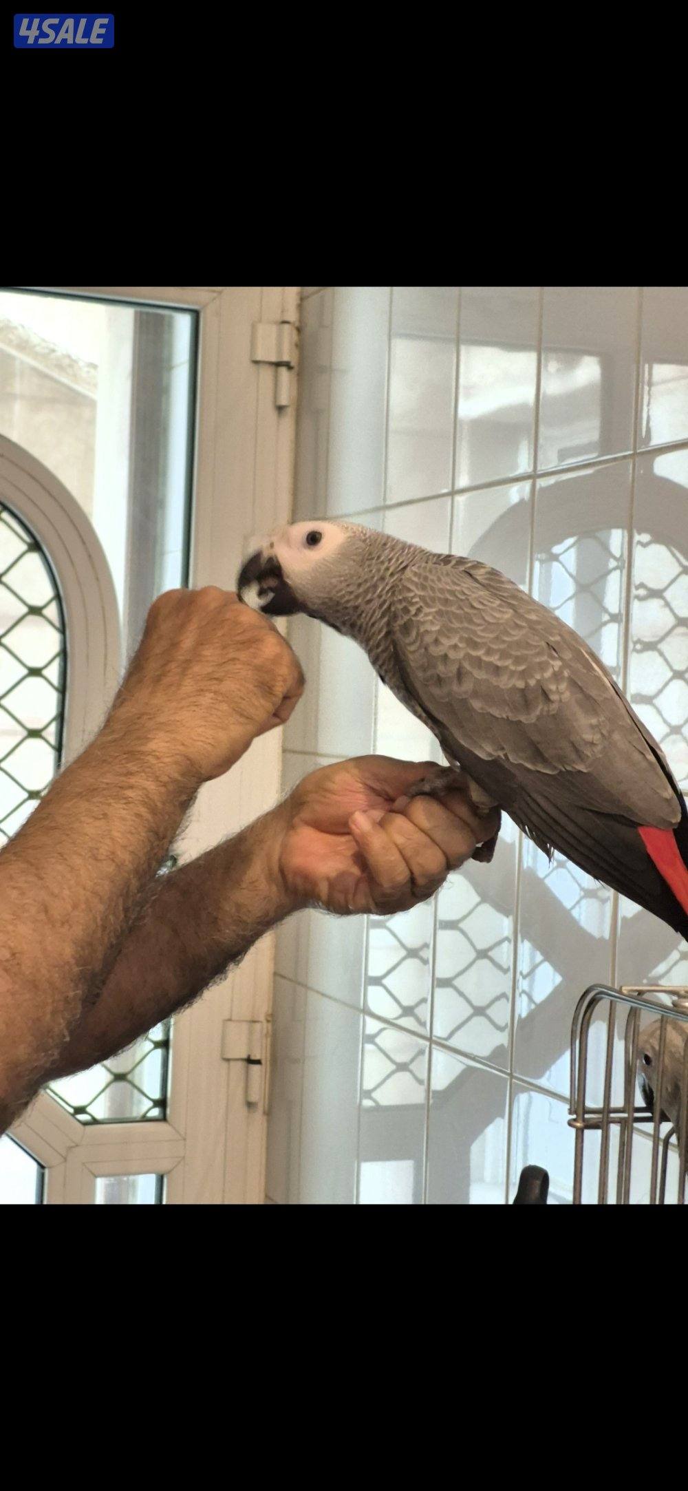 كاسكو هولندي0