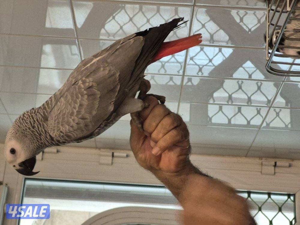 كاسكو هولندي1